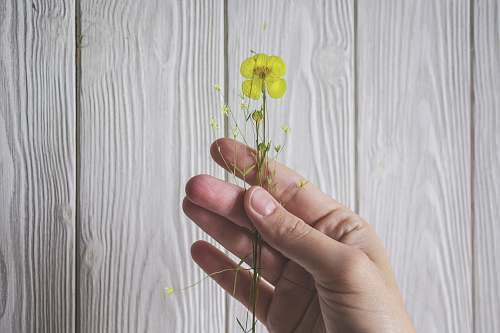 person yellow petaled flower human