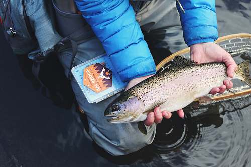 fish person holding gray and beige fish trout