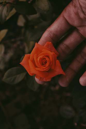 rose hand holding blooming orange rose blossom