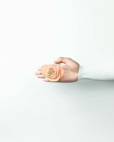 rose person holding brown flower london