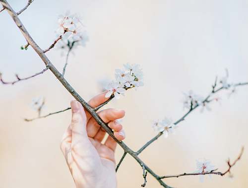 blossom person holding cherry blossom flower during daytime spring