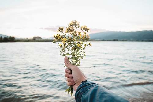 plant person holding flowers water