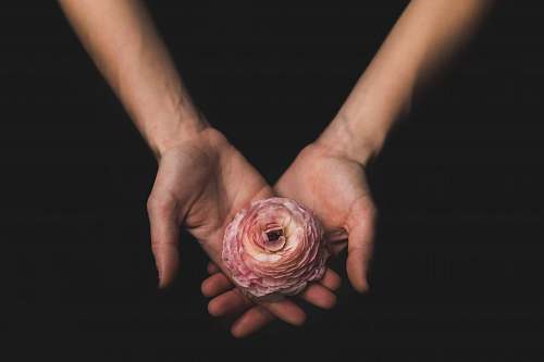 hands person holding pink flower rose
