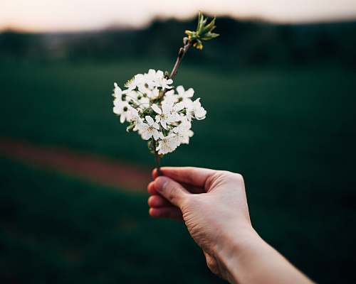 plant person holding white petaled flowers blossom