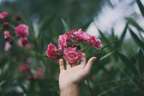 plant person touching red and pink petaled flowers blossom