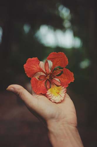 flora selective focus photography of person holding red petaled flower plant