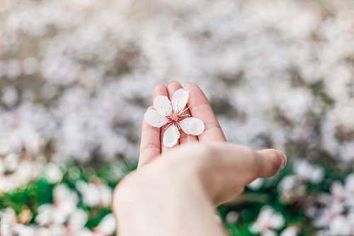 spring shallow focus photography of white petal flowers on person's hand blossom