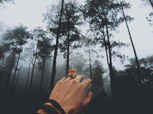 tree person at forest covered in fog semarang
