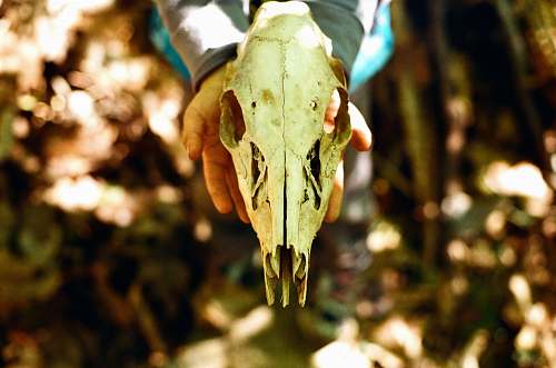 wildlife person holding animal skull animal
