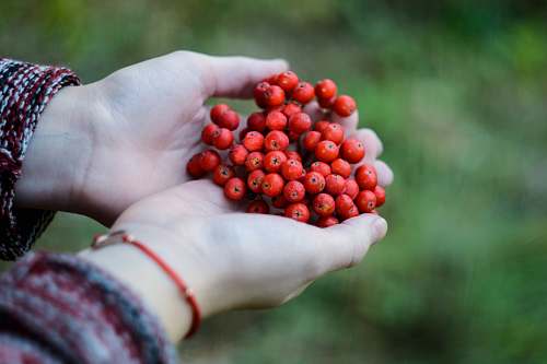 berry cluster of red fruits on person's hand hold