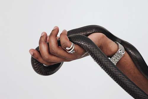 person black leather snake human