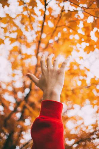 leaf left human hand raising front of maple tree tree