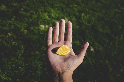 palm left human hand with yellow leaf leaf