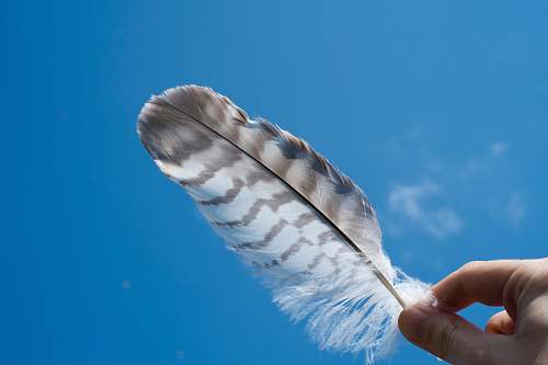 sky person holding a feather under blue sky feather