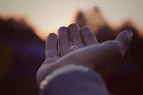 human person holding dandelion finger