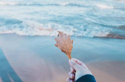 leaf person holding dried leaf near body of water hold