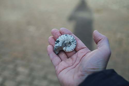diamond person holding gray and white shell gemstone