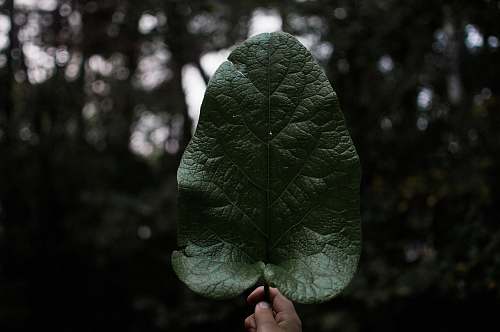 plant person holding green leaf leaf