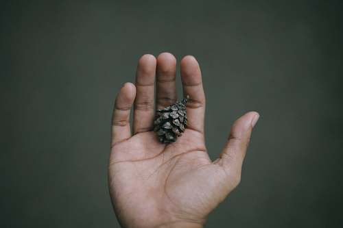 finger person holding pine cone indonesia