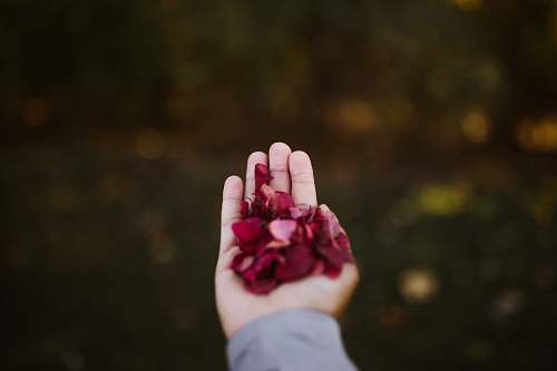 finger person holding pink flower petals louisville