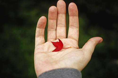 leaf person holding red leaf palm