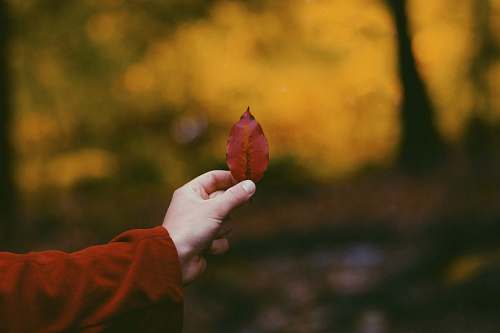 williamson person holding red leaf new york