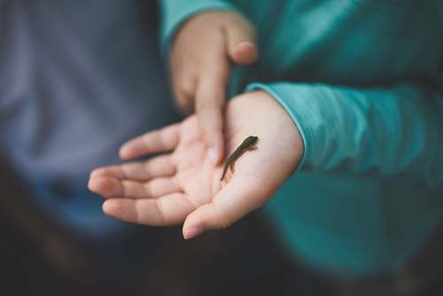 hawaii person holding small black lizard united states