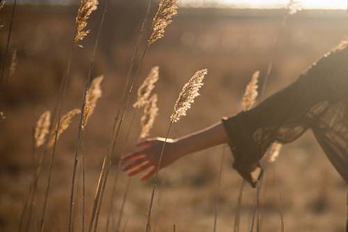grass person holding tall grass during sunset arm