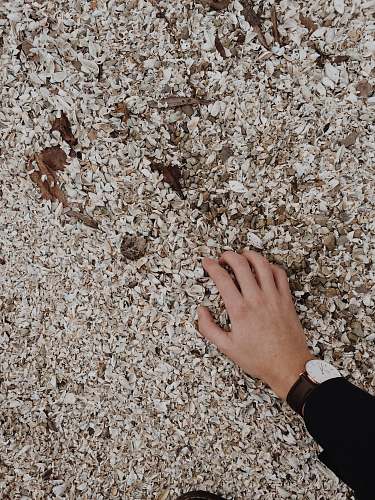 shells person holding white shell lot sand