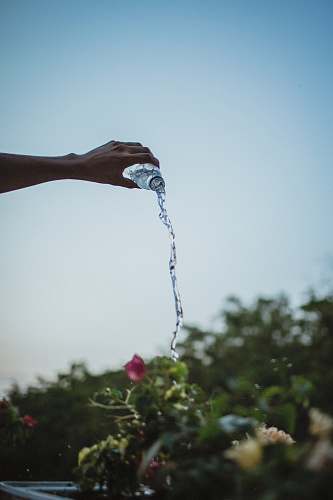human person pouring water on flower person