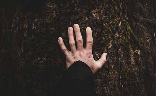 hands person tounching tree tree