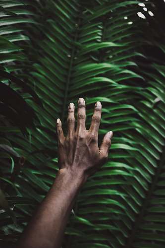 maldives person's right hand plant