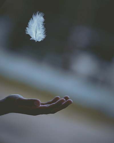 feather shallow focus photography of white feather dropping in person's hand grey