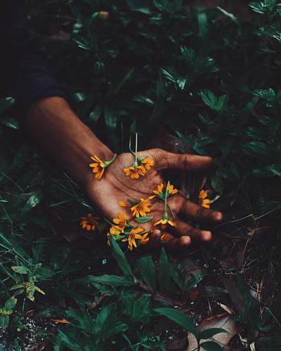 finger yellow petaled flowers plant