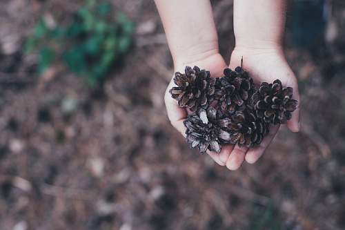 nature children holding brown conifer cones during daytime kid