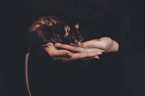 person person holding black rat human