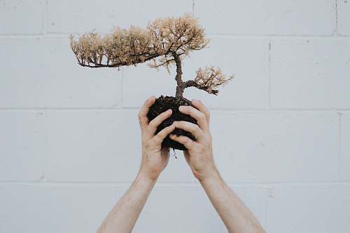 tree person holding brown leafed plant bonsai