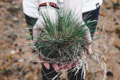 grass person holding green plant outdoor nature