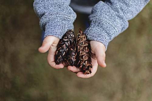 fall selective focus photography of person holding pine cones kid