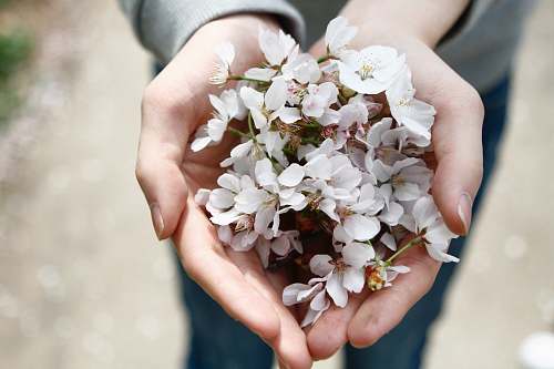 flower selective focus photography of person holding white clustered flowers blossom