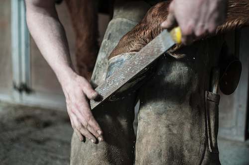horseshoe A man holding a horse's hoof against his knees and trimming it with a file hoof
