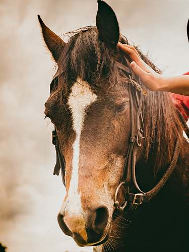 animal selective focus photography of brown horse with halter equine
