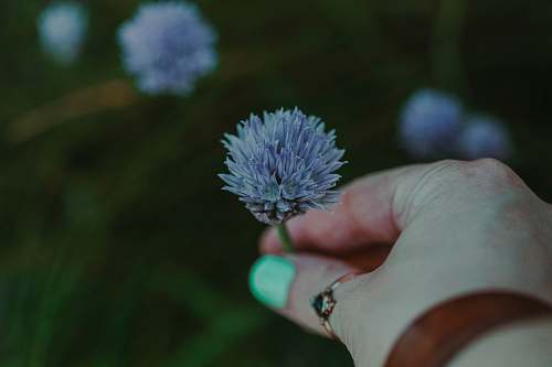 person blooming blue chrysanthemum flower finger