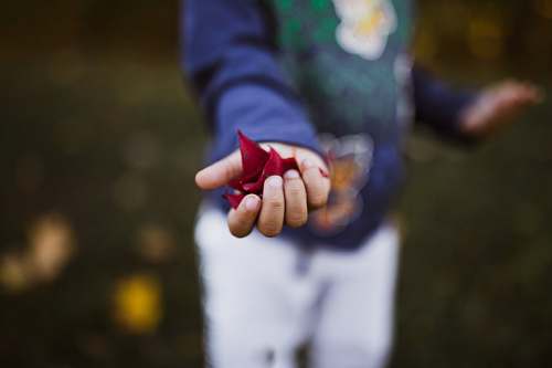 person boy holding red petals hand