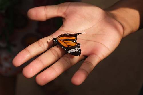 person brown butterfly on person's palm siem reap