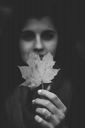 person grayscale photography of maple leaf black-and-white