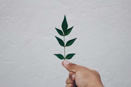 leaf green-leafed plant plant