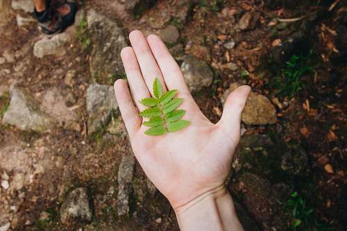 leaf green leaves on palm plant