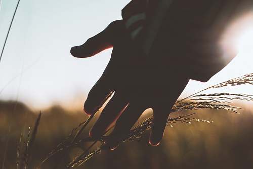 person left person's hand plant