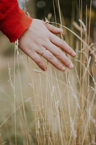 person person holding beige grass during daytime grass